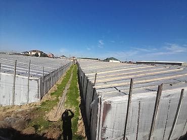 gence ucuz evler: 26 sot, Kənd təsərrüfatı, Mülkiyyətçi, Kupça (Çıxarış) — 5