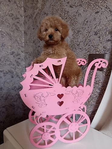 Pudel, 2 ay, Dişi — 7