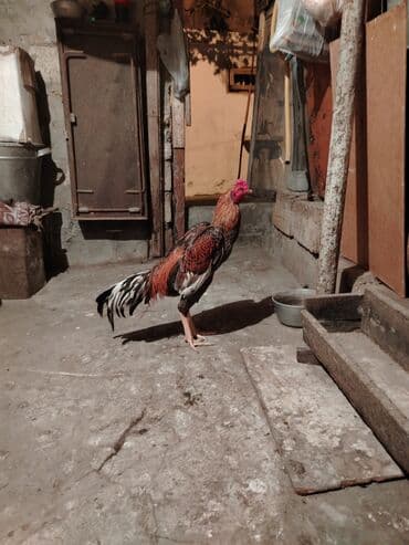 arı şəkilləri: Xoruz, il: <1, Ünvandan götürmə — 2