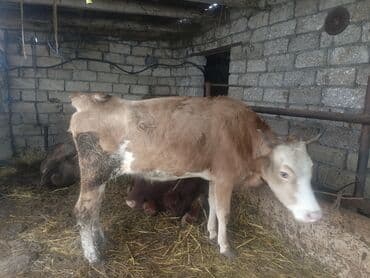 Dişi, il: 1, 140 kq, Ətlik, Ünvandan götürmə lalafo.az -da Dişi, il: 1, 140 kq, Ətlik, Ünvandan götürmə