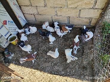 popugay satisi: Dekarativdir. Cəm satılır — 2