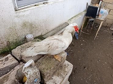 Птицы: ÇOX TECİLİ SATLİR DAMAZLİQ HEYVANARDİ ELADLAR İÇLERDE AQ QARA BAŞDA — 8