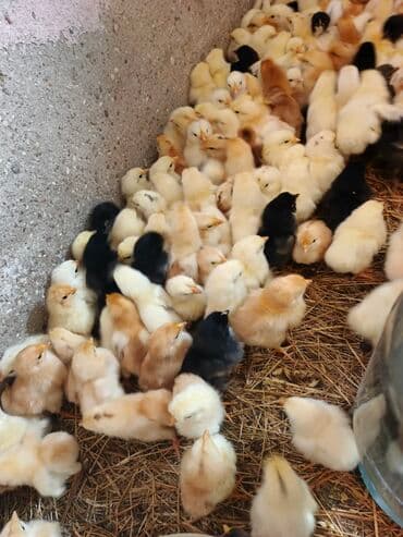 cucələr: Toyuq cücələri, Ətlik — 3