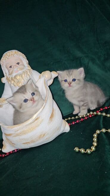 Qızıl şinşilla, Erkək, Dişi, Ünvandan götürmə