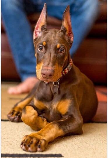 доберман: Доберман, 1 месяц, Для вязки, Доставка в районы — 7