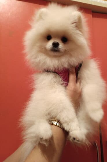 Gəmiricilər: Şpitz, 3 ay, Peyvəndli — 1