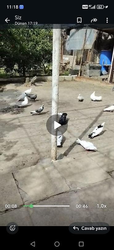 bildirçin quşu: Tergitme goyercinler 22 dene için de 10a yaxın seykalar var 150 azn — 2