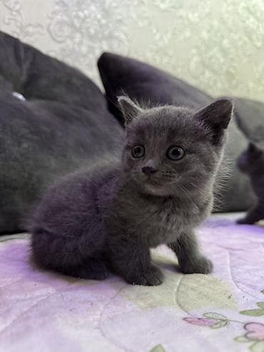 pişik tasma: Britan — 2