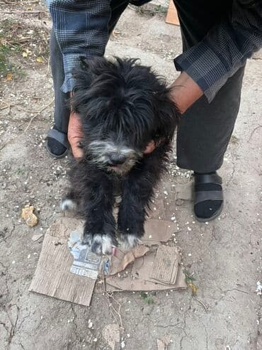 it ucun zəncir: Pudel, 10 ay, Dişi, Sənədli — 1