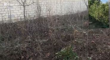 Gilas tingləri 500-600 ədəd arası bir il bir il yarimliqdilar yarım