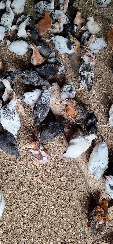 toyug cuce: Toyuq cücələri, Damazlıq — 7