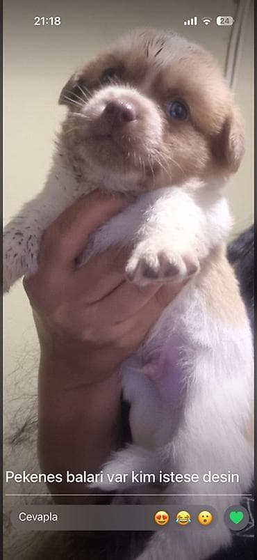 Pekines, Peyvəndli