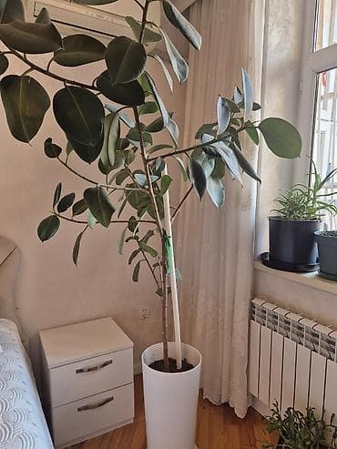 taxta dibcək: Böyük dekorativ otaq bitkisi – Ficus elastica (rezin ağacı) - Növ — 1