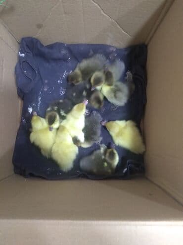 ördək balası və cücə: Qaz balaları – erkən yaş Məhsul təsviri: - Karton qutuda saxlanılan — 2