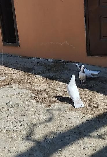 sumqayitda it satisi: Salam diqqetli oxu Novxanida qacib ayin 21 bozquyrug erkey ziresi var — 1