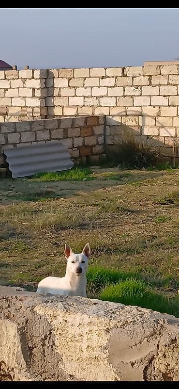 pidbul balasi: 1 ay, Erkek, Ünvandan götürmə, Ödənişli çatdırılma, Rayonlara çatdırılma — 8