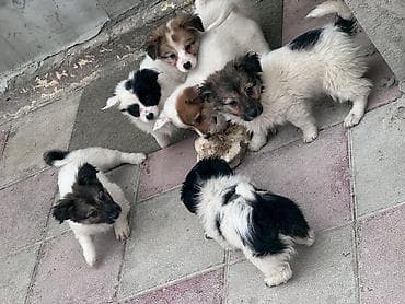 K/t heyvanları və malları: Zvonok, 3 ay, Dişi, Ünvandan götürmə — 1