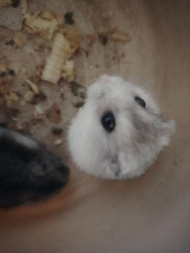 balaca ag itler: Djungar (cırtdan) hamsterləri – 2 ədəd - Rənglər: açıq boz-ağ — 2