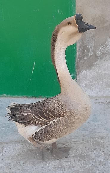 Erkek qaz satilir ünvan müsfiq qesebesi istiyen