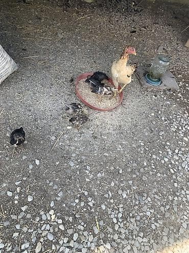 ev heyvanları satışı: Salam aleykum heyratı ana və 6 ədəd colpalar satılır hamsı bir yerdə — 4