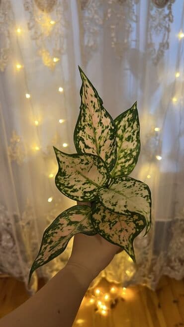 Kia: Aglaonema “Pink splash” (variegatlı) - Dekorativ yarpaqlı, içməkan — 1