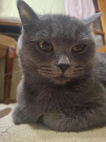 ucuz pişik: Britan — 3