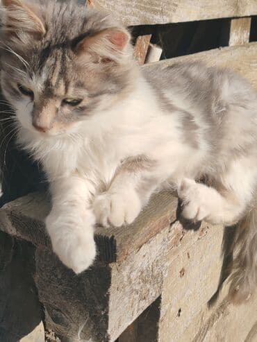 Alfa Romeo: Türk anqora, Erkək, Yaxşı əllərə, Pulsuz çatdırılma — 2