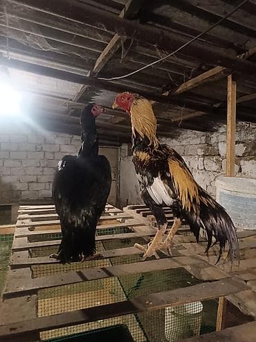 kurt toyuq rus dilinde: Şamo fərəler satlır qarşıq heyvanşa şef salmayın anlayışı olamyan — 1