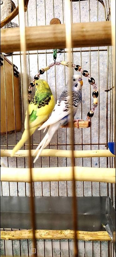 İki Cüt Tutuquşu Satılıt Bir Cüt Ağ Bir cütdə Bulud Rəngdə və Sarılı