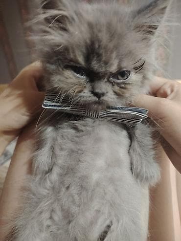 Кошки: Персидская, Самец, В добрые руки — 6