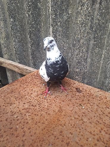 dekorativ quşlar: Çil Qızqın Erkəydi Qiyməti 10 Manat — 3