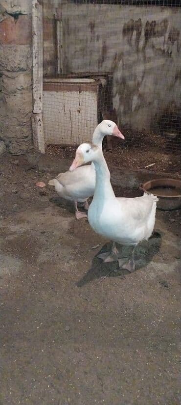 qus bazari bakida: 2disi qaz satılır sahibindən ünvan Maştağa çatdırılma yoxdu qiymət — 3