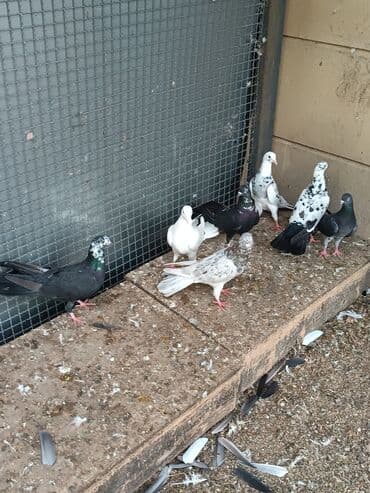 dəvəquşu yumurtası qiyməti: Şəkillərin hamısına baxın. hər cinsdə quşlar satılır . qiymət biri — 9