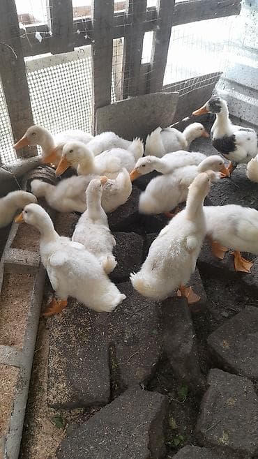 pers pisiyi satilir: Pekin ördəklər 50 günlük. İstəyənlər əlaqə saxlasınlar. Üiymət 7 azn — 2