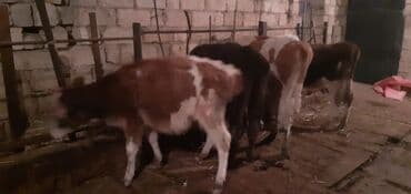 qız pişik adları: Şəxsi təsərufatda Saxlanan 5 ədəd Dişi Damazlig Dana 2 si 1200 — 4