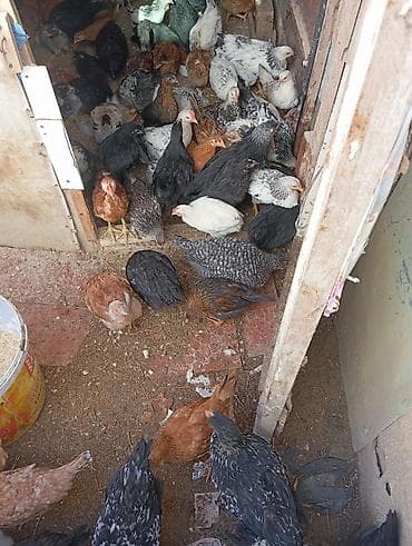 yaponka cuce: Toyuq cücələri, Ətlik — 3