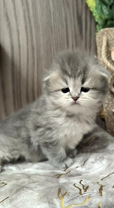 pisik yuvalari: Britan — 3