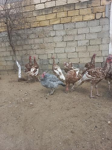 Птицы: Bronz rəngli hinduşkalar – təsərrüfat üçün sağlam, iri cüssəli quşlar — 8