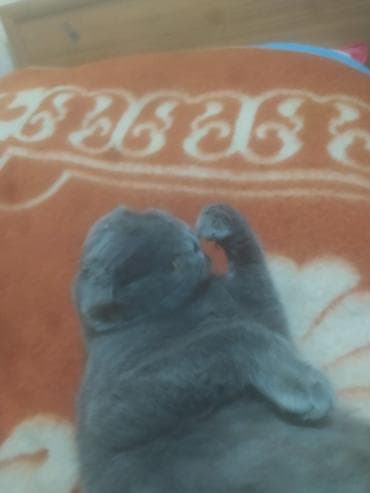 alabay itlerin satisi: Şotland yastı qulaq — 4