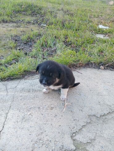 it alqi satqisi: 1 ay, Erkek, Ünvandan götürmə — 5