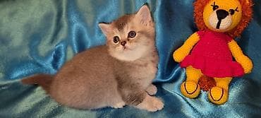 ev pisik: Britan yastı qulaq — 3