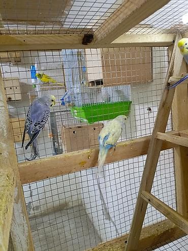 100 l akvarium: 8 quşdu 3 dişi 5 erkək 5i çexdən dönmə 2si rainbow Optavoy 15m Ünvan — 3