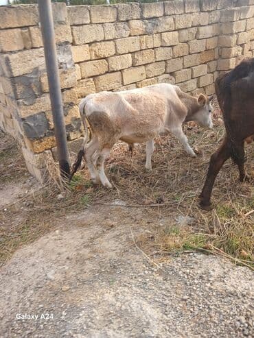 Inəklər, öküzlər: Erkek dana satilir tecili tecili — 4
