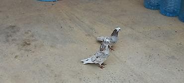 Erkey maya yumurtaya qovur cutu 40 manata