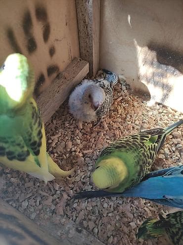 pişik ucun ev: Bala verən quşlardi erkəy disi 3 balasi qəfəs qarisiq 85 Azn — 2