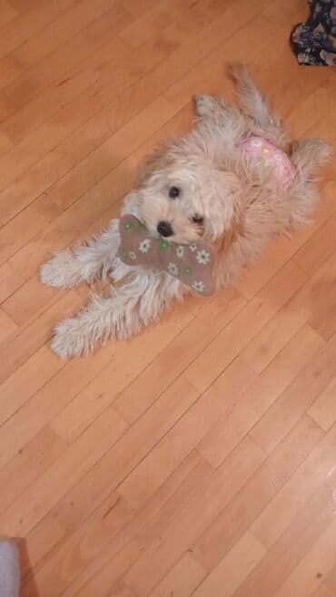 мальтийская болонка цена в баку: Təmiz sort Maltes.Peyvəndləri vurulub,qurd dərmanı,bit dərmanı — 5