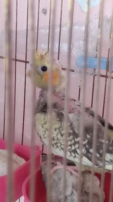 lalafo quşlar: Kafes şəraitində böyüdülmüş kokatiel tutuquşuları satışda. Bu — 5