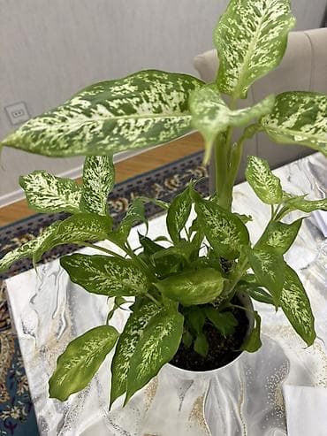 diffenbaxiya bitkisi haqqinda melumat: Dieffenbachia (ağ xallı tropik otaq bitkisi) - Növ: Dieffenbachia — 9