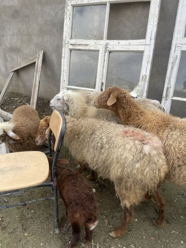 cins ineklerin qiymeti: 1 ədəd qoyun yanında quzu ilə (quzu ərkəkdi) 3 ədəd qoyun boğaz — 6