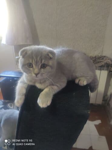 Bıçaqlar: Şotland, Dişi, Ünvandan götürmə — 2